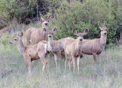 Mule Deer