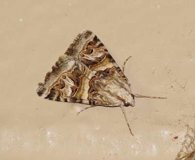 Genus Bulia