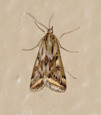 Alfalfa Webworm Moth