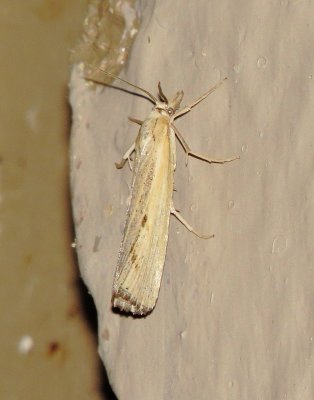 Pyralid Snout Moth Species