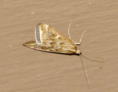 Beet Webworm Moth