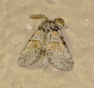 Common Gluphisia Moth
