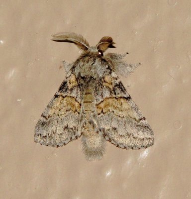 Common Gluphisia Moth