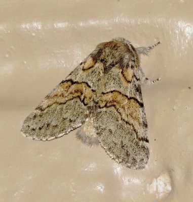 Common Gluphisia Moth