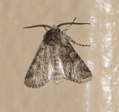 Unidentified Moth