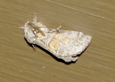 Genus Gluphisia