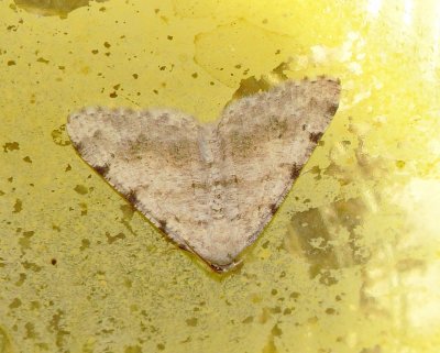 Digrammia Denticulata