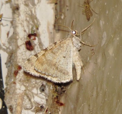 Digrammia Denticulata