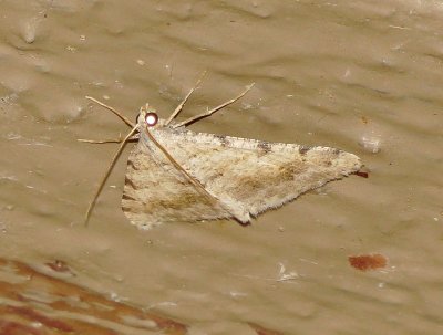 Digrammia Denticulata