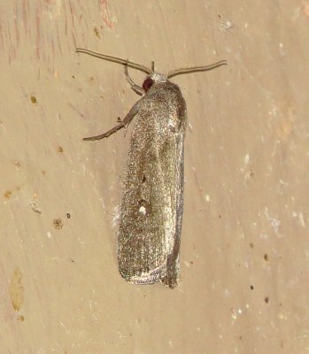 Unidentified Moth