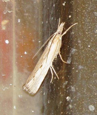 Genus Crambinae