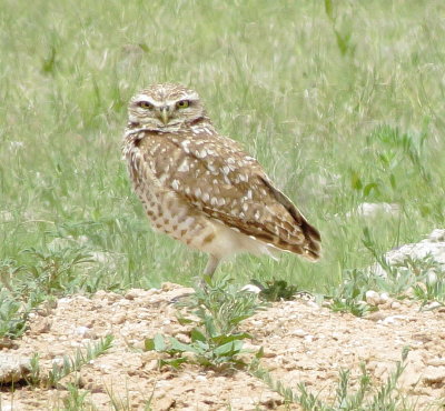 Burrowing Owl
