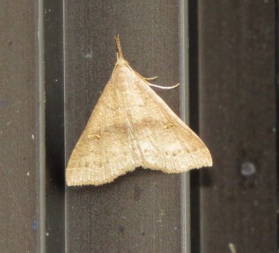 Genus Renia