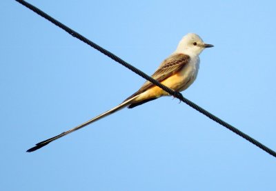Scissor-Tailed Flycatcher