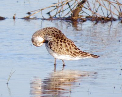 White-Rumped Sandpiper