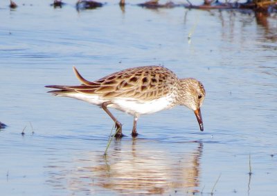White-Rumped Sandpiper