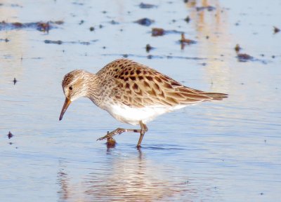 White-Rumped Sandpiper