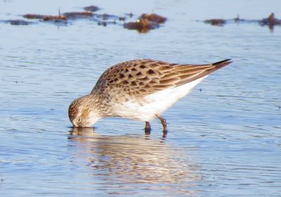 White-Rumped Sandpiper