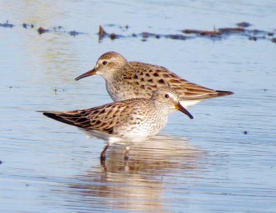 White-Rumped Sandpiper