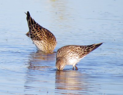 White-Rumped Sandpiper
