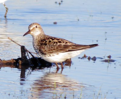 White-Rumped Sandpiper