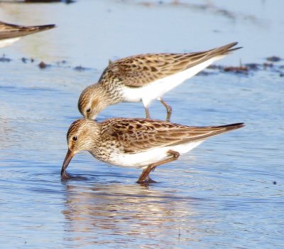 White-Rumped Sandpiper