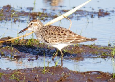 White-Rumped Sandpiper
