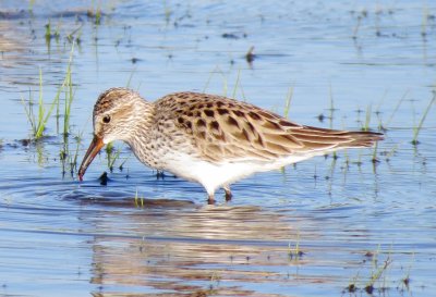 White-Rumped Sandpiper