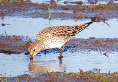 White-Rumped Sandpiper