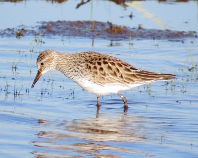 White-Rumped Sandpiper