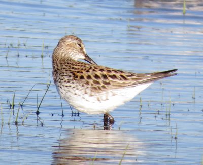 White-Rumped Sandpiper