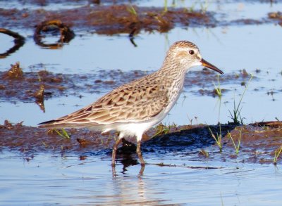 White-Rumped Sandpiper