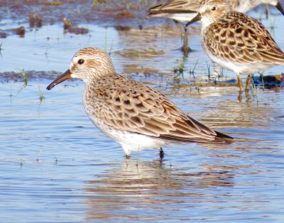 White-Rumped Sandpiper