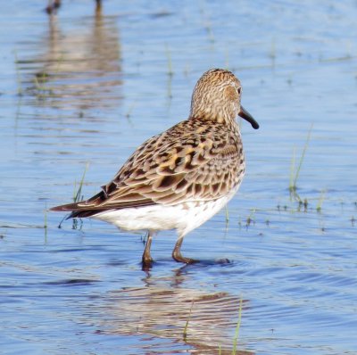 White-Rumped Sandpiper