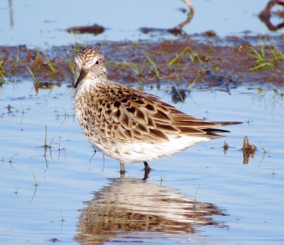 White-Rumped Sandpiper