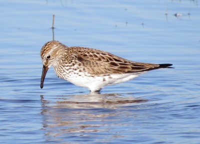 White-Rumped Sandpiper