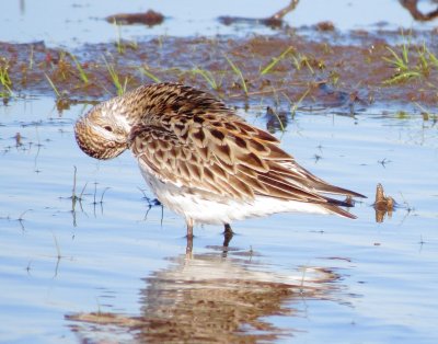 White-Rumped Sandpiper