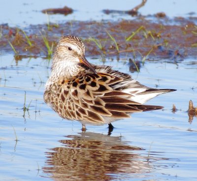 White-Rumped Sandpiper