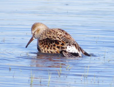 White-Rumped Sandpiper