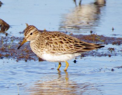 Pectoral Sandpiper