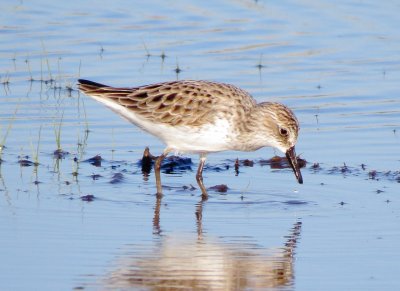 Semipalmated Sandpiper