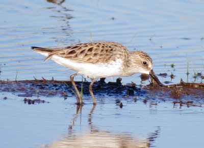 Semipalmated Sandpiper