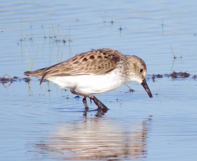 Semipalmated Sandpiper