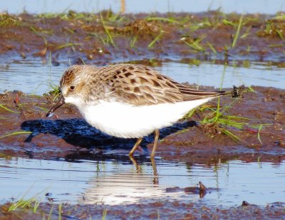 Semipalmated Sandpiper