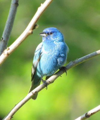 Indigo Bunting