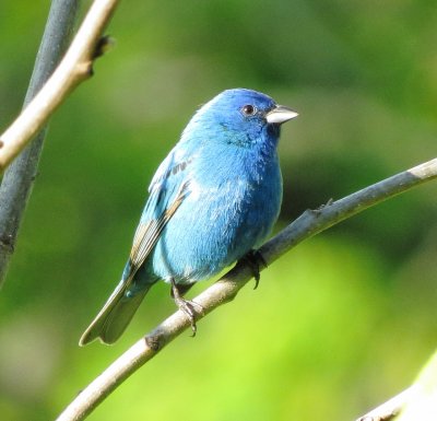 Indigo Bunting