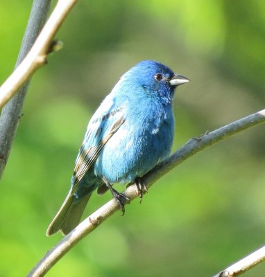 Indigo Bunting