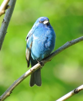 Indigo Bunting