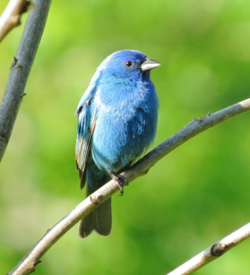 Indigo Bunting