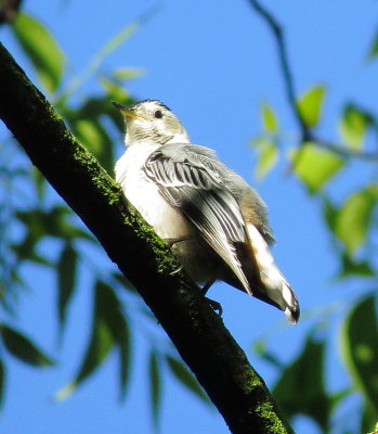 White-Breasted Nuthatch